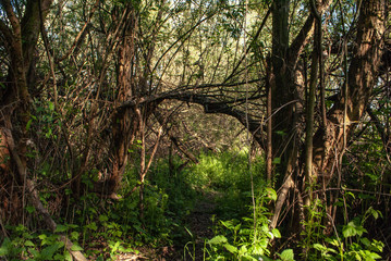  nature and river