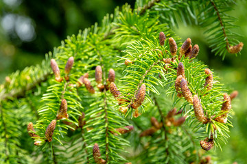 Fototapeta premium Soft close-up of male young pine cones on branches of Picea omorika on green background. Sunny day in spring garden. Nature concept for design