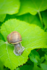 A little brown snail on a green leaf in the bush