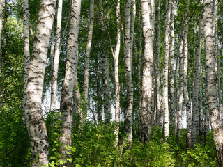 Birch grove forest in summer. White birch trunks.