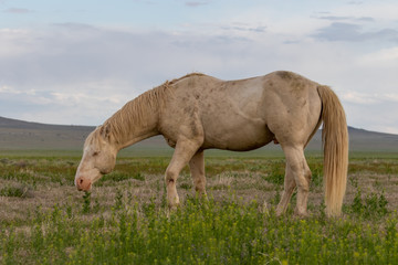 Obraz na płótnie Canvas Wild Horse Stallion in Spring in Utah