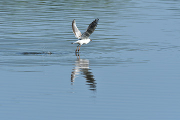 seagull flying over the surface of the pond and hunting fish