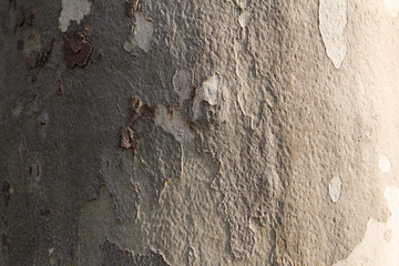 Birch Tree Background