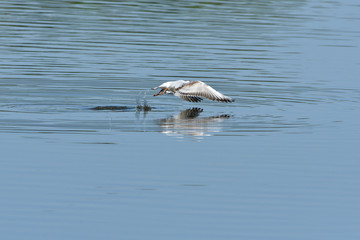 seagull flies over the surface of the water and catches fish
