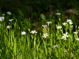 Fototapeta premium White flowers on a green background. Blooming stars.