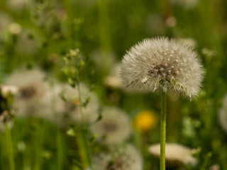 Fluffy white dandelion in the meadow. Blurred background.