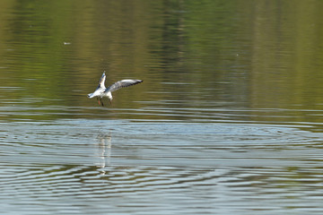 Fototapeta na wymiar seagull flies over the surface of the water and catches fish