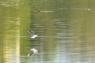 seagull flying over the surface of the pond and hunting fish