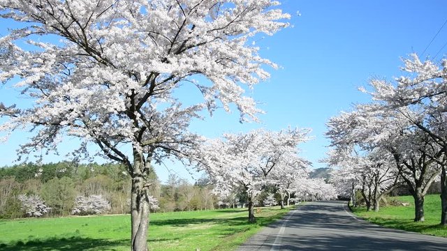 cherry blossoms and road in Japan