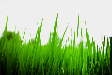 Obraz premium Close-up green grass