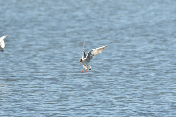 seagull flies over the surface of the water and catches fish