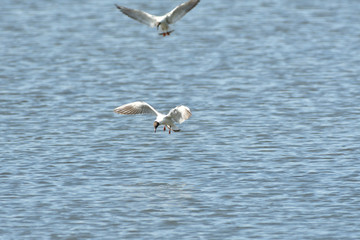 seagull flies over the surface of the water and catches fish