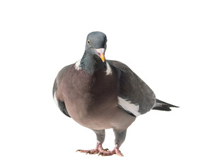 Close up front view of common european wood pigeon isolated on white background