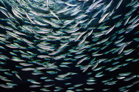 School of circling Alewives herring fish