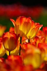 Fototapeta premium Beautiful tulip - selective focus