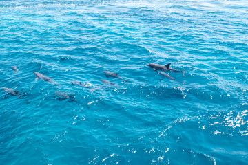 Naklejka premium Hurghada Egypt