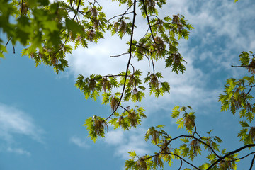 leaves and sky
