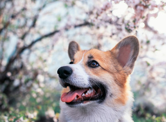 cute puppy red dog Corgi funny stuck out  tongue on natural background of cherry blossoms in spring Sunny may garden