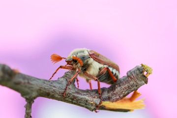 Portrait of a large May beetle crawling on a cherry branch in a warm spring garden