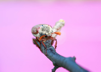Portrait of a large May beetle crawling on a cherry branch in a warm spring garden