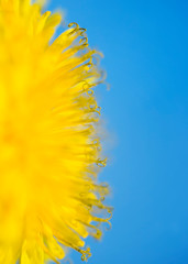 vertical natural background with a half circle bright yellow spring Sunny dandelion flower close up covered with honey pollen grows in spring clear sunny day against the blue sky