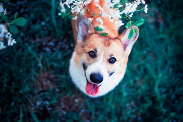 portrait of cute funny puppy red dog Corgi looking up on natural background of cherry blossoms in...
