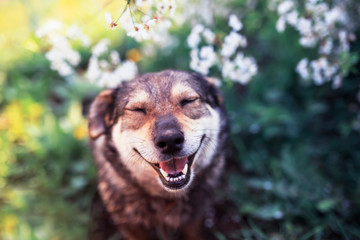 portrait of a cute funny  dog sitting on a background of flowering shrubs in a spring clear may garden and smiling with his eyes closed