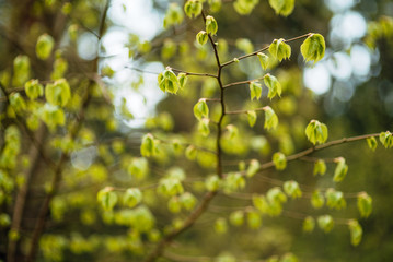spring landscape, beautiful nature, green bushes and trees