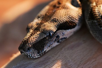 Schlange Würgeschlange Boa Constrictor Nature Wildlife Terraristik Reptil