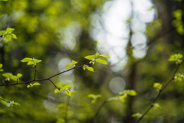 spring landscape, beautiful nature, green bushes and trees