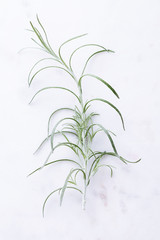 Rosemary herb on a marble background. Top view greenery