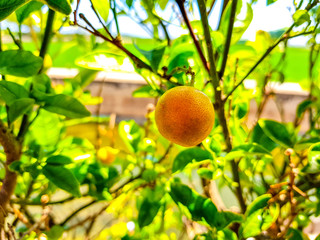 Unique mandarin in the tree before being picked up to eat