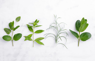 Green herbs and spices (lemongrass, rosemary, mint, oregano) on a marble background. Top view greenery