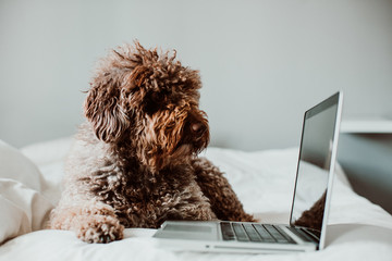 .Nice and sweet spanish water dog working from his laptop on top of the bed above a white quilt at home. Lifestyle