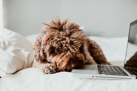.Nice and sweet spanish water dog working from his laptop on top of the bed above a white quilt at home. Lifestyle