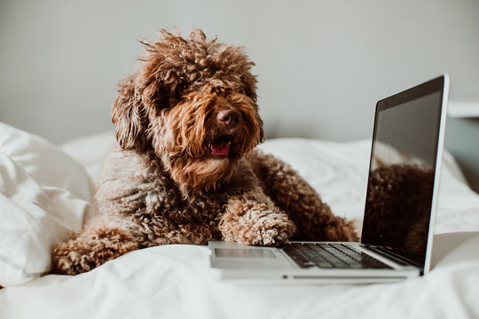 .Nice And Sweet Spanish Water Dog Working From His Laptop On Top Of The Bed Above A White Quilt At Home. Lifestyle