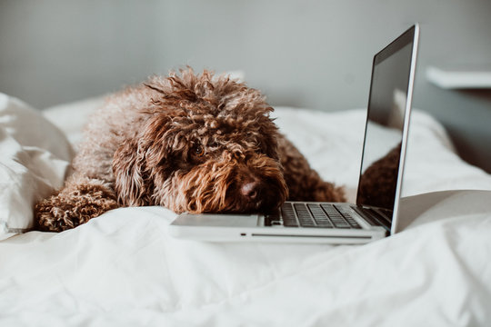 .Nice And Sweet Spanish Water Dog Working From His Laptop On Top Of The Bed Above A White Quilt At Home. Lifestyle