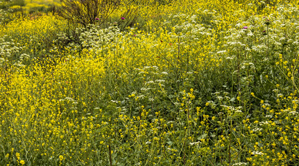 Full frame wildflowers in bright yellow cover hillside.