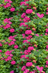 Wall of pink flowers
