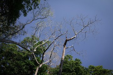 Dead tree