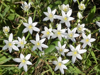 Ornithogalum umbellatum also known as the garden star-of-Bethlehem, grass lily, nap-at-noon, or eleven-o'clock lady a perennial bulbous flowering plant