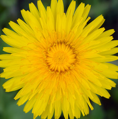 Dandelion on green meadow. Flower of yellow color. Spring nature background for card design or web banner.