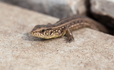 lizard on grey stone