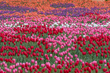 Fototapeta premium Colorful tulip flower field, in full bloom