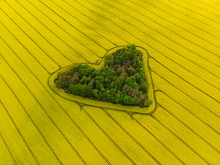 Heart of a nature, aerial view of heart shaped forest among yellow colza field