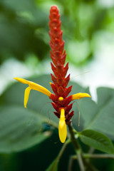 Red and Yellow Flower