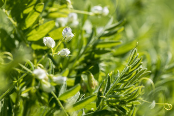 Close-up of a lentil plant with white flowers