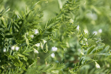 Close-up of a lentil plant with white flowers