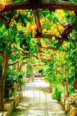 Fototapety  Ogród cytrynowy w Sorrento