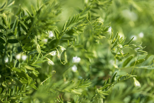 Close-up Of A Lentil Plant With White Flowers